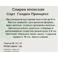 Спирея «Голден Принцесс» 15x20 см