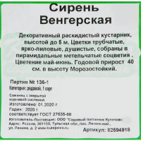 Сирень венгерская 15x40 см