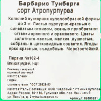 Барбарис Тунберга Атропурпуреа 15x40 см