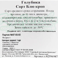 Голубика «Блю Кроп» C2 высота 30 см