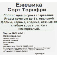 Ежевика «Торнфри» C2 высота 50 см