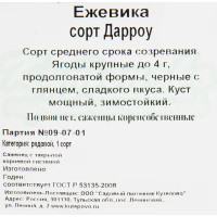 Ежевика «Дарроу» C2 высота 20 см