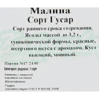 Малина «Гусар» C2 высота 40 см
