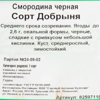 Смородина чёрная «Добрыня» C2 высота 40 см