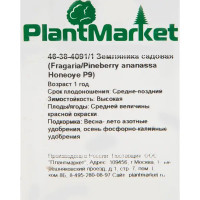 Земляника садовая «Хоней» 9x15 см