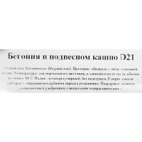 Бегония клубневая в кашпо 21 см