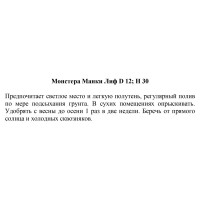 Монстера Манки лиф ø12 h30 см