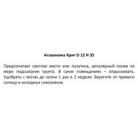 Аглаонема Крит ø12 h25-35 см