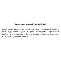 Филодендрон Малай ø12 h40 см