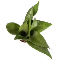 Сенсеверия Муншайн ø12 h35 см