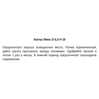 Кактус микс 6.5x10 см