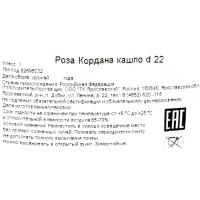 Роза Кордана в кашпо 22x22 см