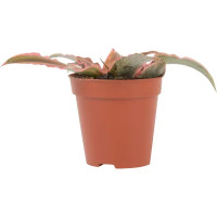 Декоративно-лиственное растение Криптантус микс ø5.5 h5-8 см