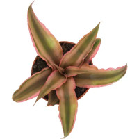 Декоративно-лиственное растение Криптантус микс ø5.5 h5-8 см