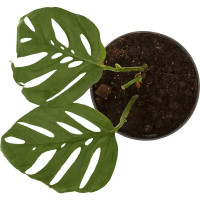 Декоративно-лиственное растение Монстера Адансони ø12 h15-35 см