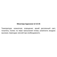 Декоративно-лиственное растение Монстера Адансони ø12 h15-35 см