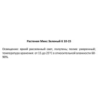 Декоративно-лиственное растение микс зеленый ø6 h10-15 см