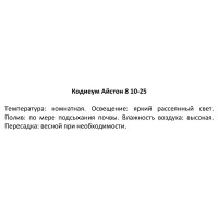 Декоративно-лиственное растение Кодиеум айстон ø8 h10-25 см