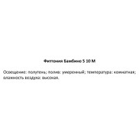 Декоративно-лиственное растение Фиттония Бамбино ø5 h7-10 см