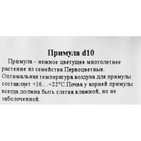 Примула ø10 h20 см