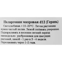 Герань ø12 h25 см