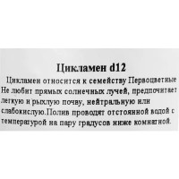 Цикламен ø12 h25 см