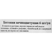 Рассада Бегония вечноцветущая h15 см, 6 шт.