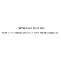 Рассада Целозия h20 см, 10 шт.