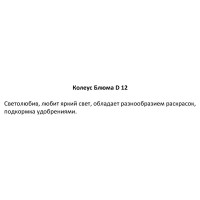 Колеус ø12 h25 см