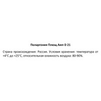 Пеларгония плющелистная в кашпо ø21 h35 см