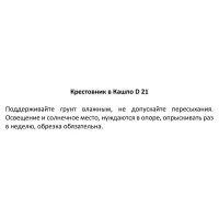 Крестовник в кашпо ø21 h35 см