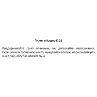 Пилея в кашпо ø21 h35 см