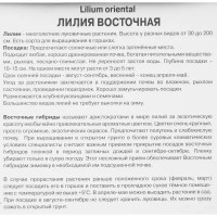 Лилия восточная Виртуозо 1 шт.