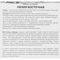 Лилия восточная Тайгермун 1 шт.