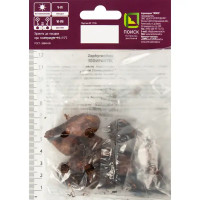 Зефирантес мощный Бордо Пинк луковица 6