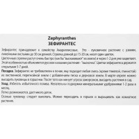 Зефирантес мощный Бордо Пинк луковица 6