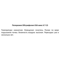 Пеперомия Обтузифолия микс ø6 h7-15 см