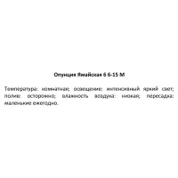 Опунция Ямайская ø6 h6-15 см