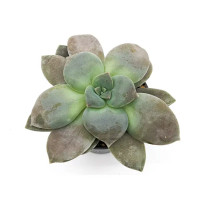 Граптопеталум Филиферум ø6 h5-10 см