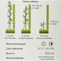 Клематис Памэла Джэкмен ø9 h39 см