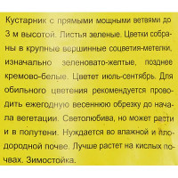 Гортензия Лаймлайт ø9 h39 см