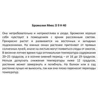 Бромелия бейсик микс ø9 h40 см