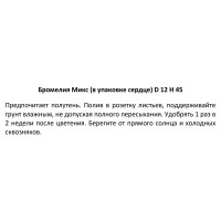 Бромелия микс ø12 h45 см