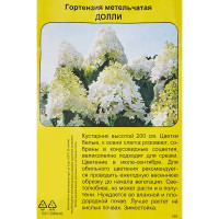 Гортензия метельчатая Долли h40 см