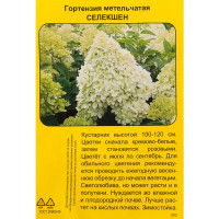 Гортензия метельчатая Селекшен h40 см