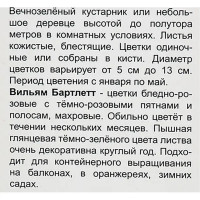 Камелия японская Вильям бартлетт h37 см