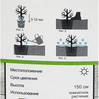 Камелия японская Вильям бартлетт h37 см