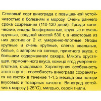 Виноград плодовый Восторг h40 см