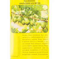 Крыжовник Уральский изумруд h40 см