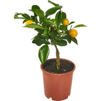 Цитрус микс ø12 h35 см